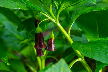 Scopolia carniolica, the European scopolia or henbane bell, is a poisonous plant belonging to the family Solanaceae