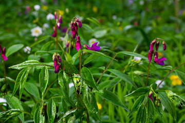 Lathyrus vernus in bloom, early spring vechling flower with blosoom and green leaves growing in forest, macro