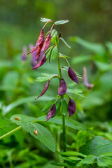 Corydalis blooms in spring in the wild in the forest