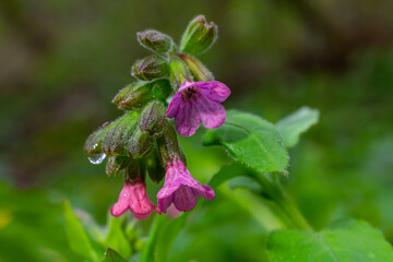 Vivid and bright pulmonaria flowers on green leaves background close up