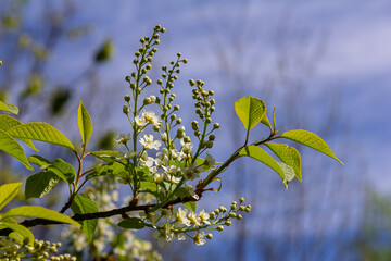 Selective focus photo. Bird cherry tree , Prunus padus blooming
