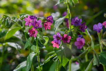 Vivid and bright pulmonaria flowers on green leaves background close up