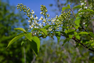 Selective focus photo. Bird cherry tree , Prunus padus blooming