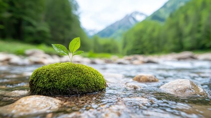 Small Plant Growing on Mossy Rock Next to Clear Flowing Stream