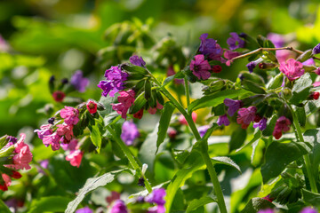 Vivid and bright pulmonaria flowers on green leaves background close up