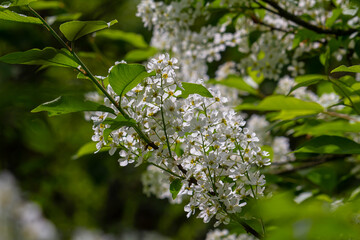 Selective focus photo. Bird cherry tree , Prunus padus blooming