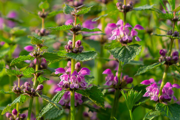 Pink flowers of spotted dead-nettle Lamium maculatum. Medicinal plants in the garden