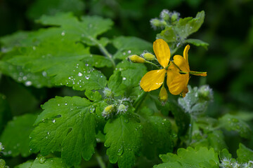Greater Celandine, yellow wild flowers, close up. Chelidonium majus is poisonous, flowering,...