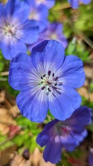 blue and white flower