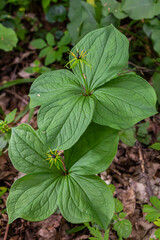 Paris quadrifolia in bloom. It is commonly known as herb Paris or true lover's knot