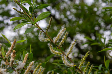 Salix atrocinerea. Close-up of a jack salce branch with the mature female catkins, seeds, and leaves