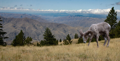 Naklejka premium pholo of mountain sheep on the breaks of the Salmon River in Idaho