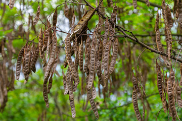 Robinia pseudoacacia, commonly known as black locust with seeds