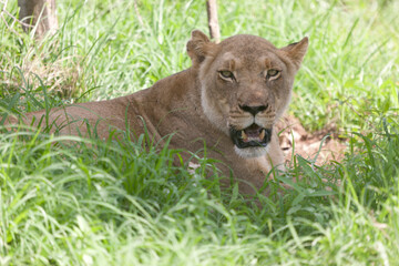 Lion close up