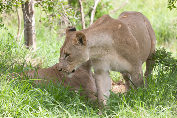 Fototapeta premium Lion close up