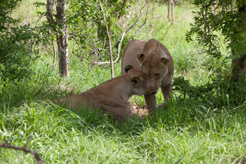 Naklejka premium Lion close up