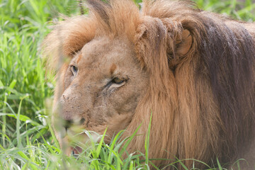 Naklejka premium Lion close up