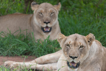 Lion close up