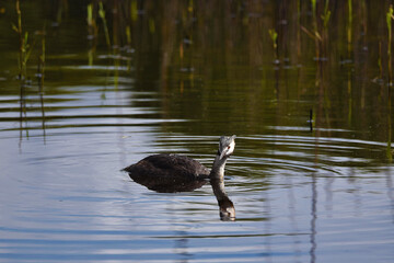 A great crested grebe, Podiceps cristatus, gliding over water with droplets on top of its wings, looking into camera. Reed on top and in the reflection. Sunny day. 
