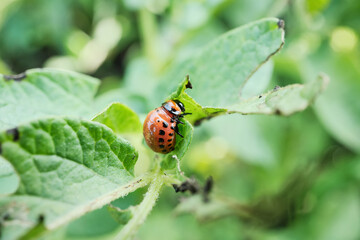 Fototapeta premium Colorado potato beetle larva on green leaf in natural habitat