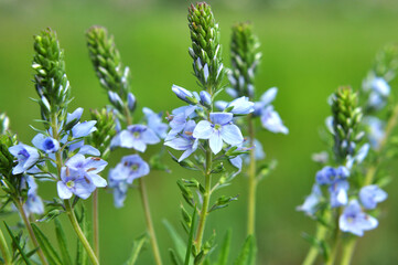 Fototapeta premium In the spring, the Veronica prostrata blooms among the herbso