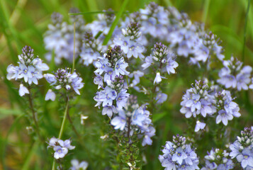 In the spring, the Veronica prostrata blooms among the herbso