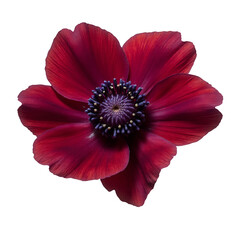 Fototapeta premium Burgundy Anemone Flower, Isolated on White Background