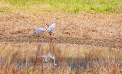 Sandhill Cranes foraging in tall grass at Hiwassee Sandhill Crane Refuge in Tennessee. Large North American migratory crane in habitat.