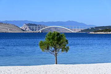 Bridge and a tree