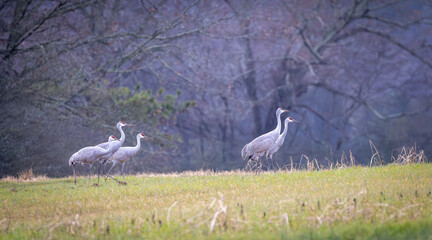 Fototapeta premium Sandhill Cranes foraging in tall grass at Hiwassee Sandhill Crane Refuge in Tennessee. Large North American migratory crane in habitat.