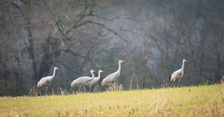 Fototapeta premium Sandhill Cranes foraging in tall grass at Hiwassee Sandhill Crane Refuge in Tennessee. Large North American migratory crane in habitat.