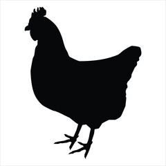 hen isolated on white background