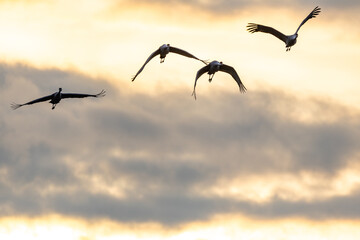 Sandhill Cranes flying at sunset on a cloudy day at Hiwassee Sandhill Crane Refuge. Sandhill Crane is a large migratory crane native to North America.