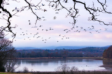 Sandhill Cranes flying at sunset on a cloudy day at Hiwassee Sandhill Crane Refuge. Sandhill Crane is a large migratory crane native to North America.