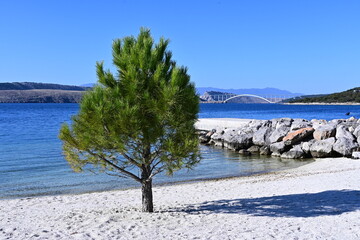 Tree on a beach
