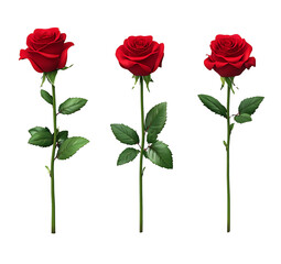 Three Red Roses: A trio of classic red roses, elegantly presented in a row, showcasing their vibrant color and lush petals. Each stem, with its leaves, adds to the visual appeal.