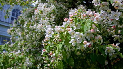 Close-up of crab apple flower in blossom