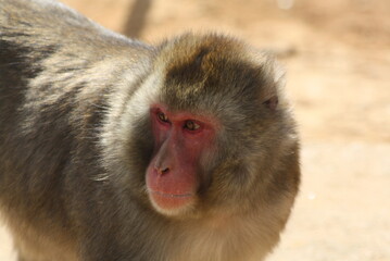Japanese macaque