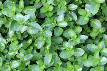 Veronica beccabunga grows in nature