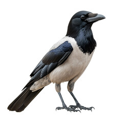 Fototapeta premium Hooded Crow