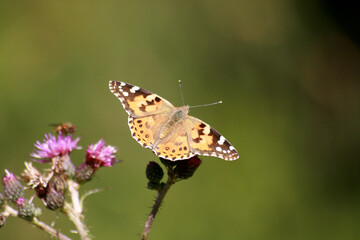 painted lady On a thistle, Vanessa cardui