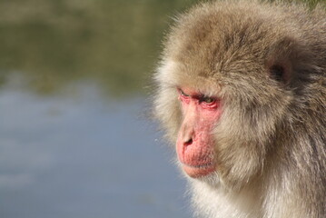Japanese macaque