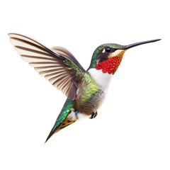 Hummingbird in Flight