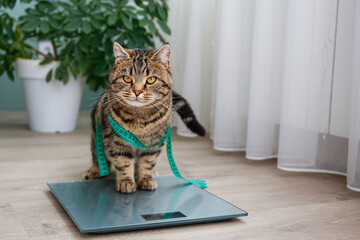 A cat with a length measuring instrument sits on a scale. The concept of a pet on a diet.