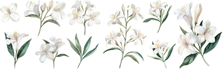 Jasmine watercolor clipart set. Hand Drawn Watercolor Jasmine Flowers and green leaves vector isolated on white background.