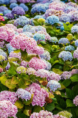Beautiful Hydrangea Flowers in Vibrant Garden Setting