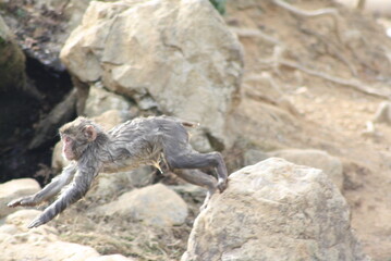 Japanese macaque