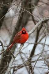 An image of a Northern Cardinal perched on a branch on a sunny winter day.