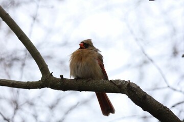 An image of a Northern Cardinal perched on a branch on a sunny winter day.