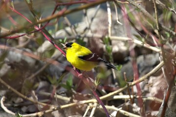 An image of an American Goldfinch perched on a branch on a sunny summer day.